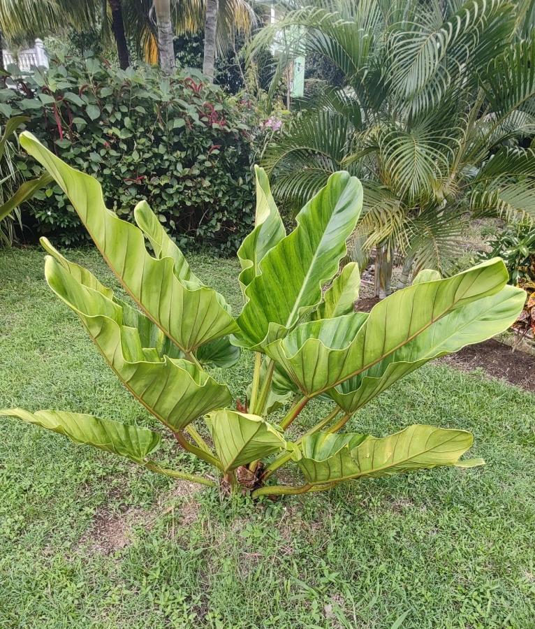 Bencastle Villa Gros Islet Bagian luar foto