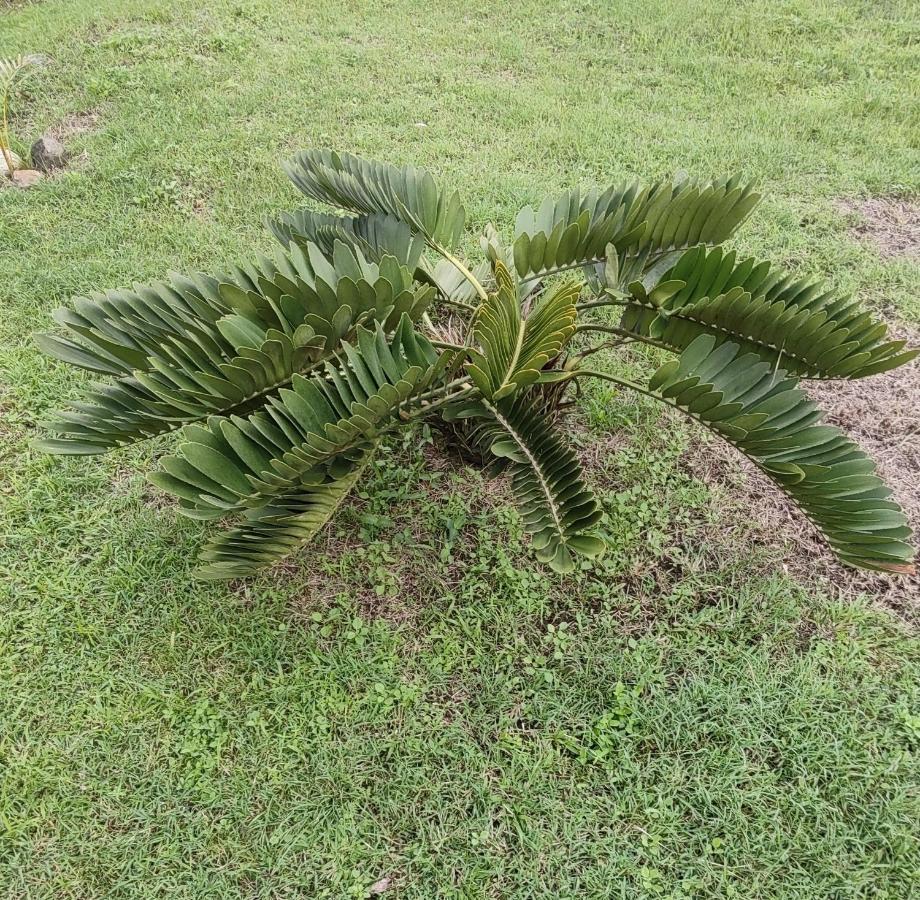 Bencastle Villa Gros Islet Bagian luar foto