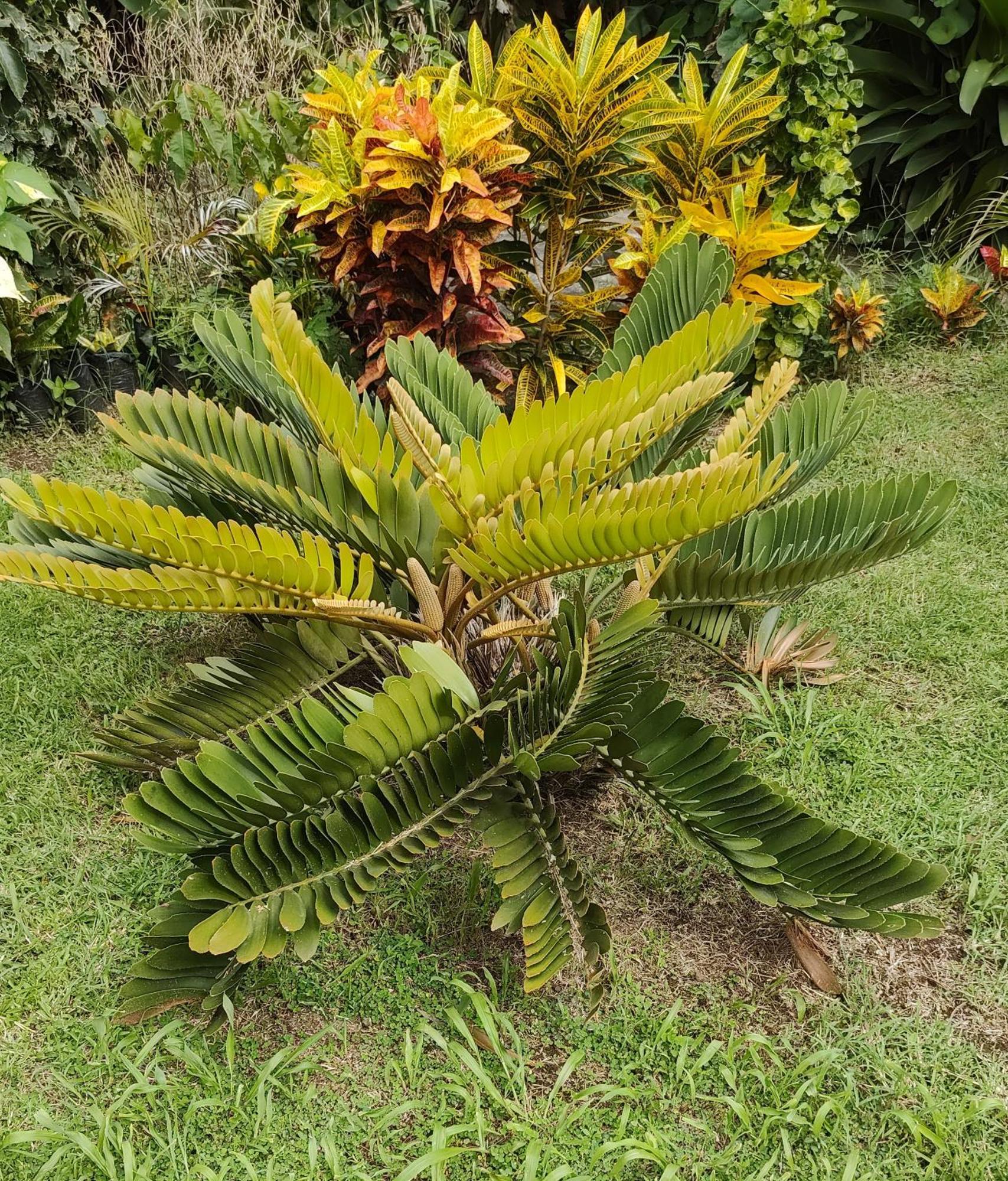 Bencastle Villa Gros Islet Bagian luar foto
