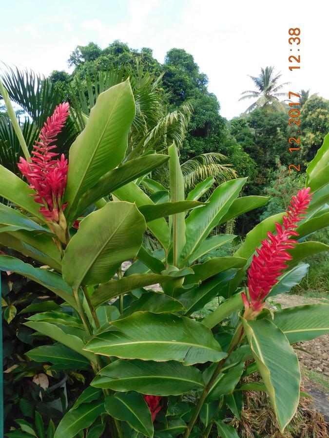 Bencastle Villa Gros Islet Bagian luar foto